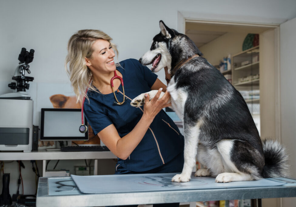 Shot of female veterinarian checking up purebred husky dog in hospital room.